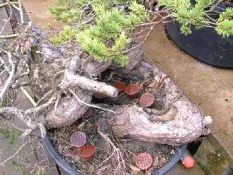 图解 赤松盆景怎么创作的方法