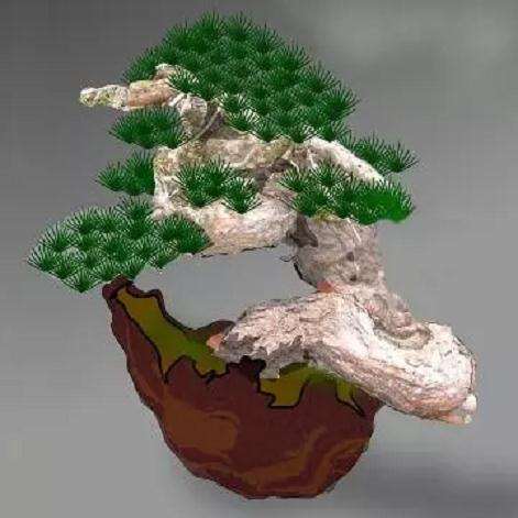 图解 赤松盆景怎么创作的方法