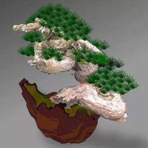 图解 赤松盆景怎么创作的方法