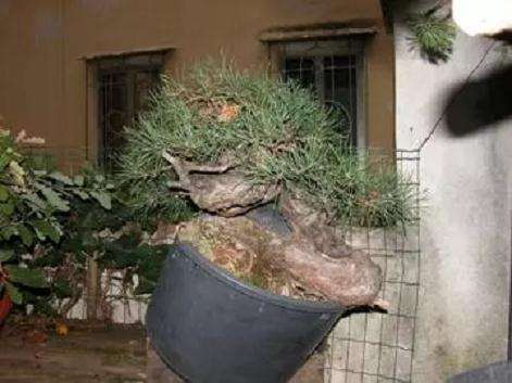 图解 赤松盆景怎么创作的方法