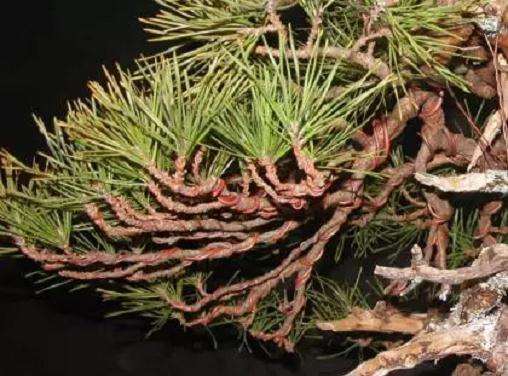 图解 赤松盆景怎么创作的方法