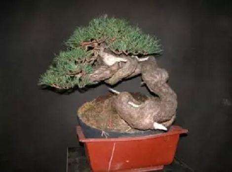 图解 赤松盆景怎么创作的方法