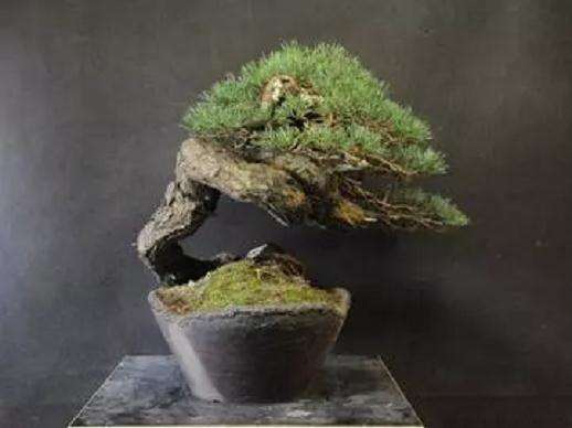 图解 赤松盆景怎么创作的方法