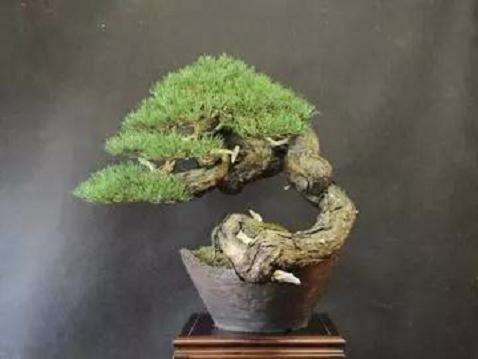 图解 赤松盆景怎么创作的方法