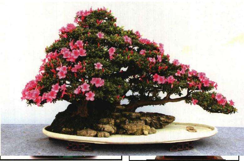 中国南山杜鹃盆景之乡授牌仪式隆重举行