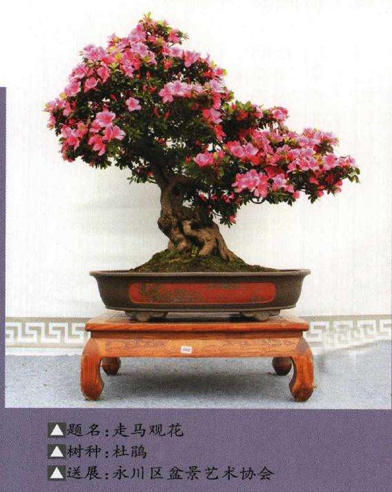 中国南山杜鹃盆景之乡授牌仪式隆重举行