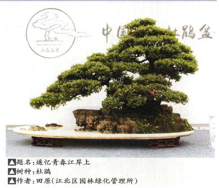 中国南山杜鹃盆景之乡授牌仪式隆重举行