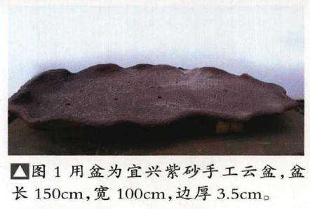 垂枝式博兰树石盆景的制作方法