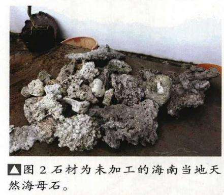 垂枝式博兰树石盆景的制作方法