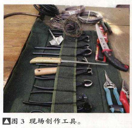 垂枝式博兰树石盆景的制作方法