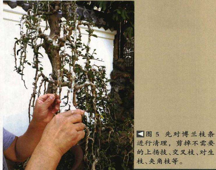 垂枝式博兰树石盆景的制作方法