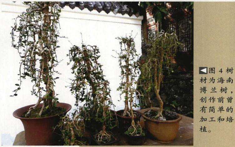 垂枝式博兰树石盆景的制作方法