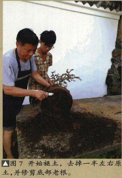 垂枝式博兰树石盆景的制作方法