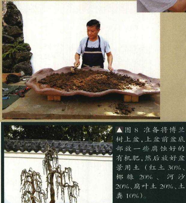 垂枝式博兰树石盆景的制作方法