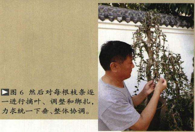 垂枝式博兰树石盆景的制作方法