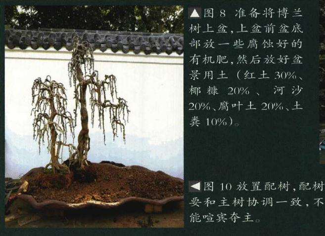 垂枝式博兰树石盆景的制作方法
