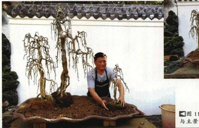 垂枝式博兰树石盆景的制作方法