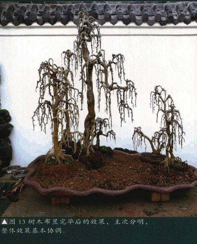 垂枝式博兰树石盆景的制作方法