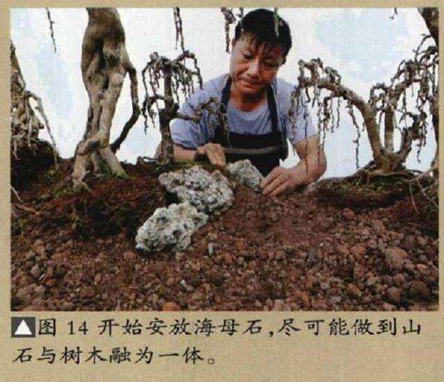 垂枝式博兰树石盆景的制作方法