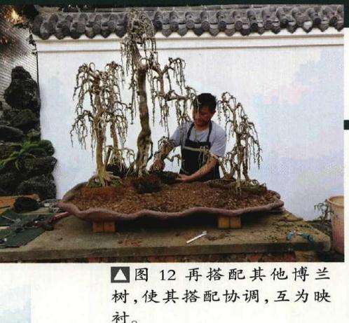 垂枝式博兰树石盆景的制作方法