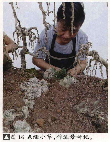 垂枝式博兰树石盆景的制作方法