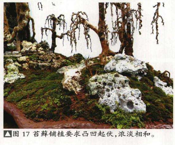 垂枝式博兰树石盆景的制作方法