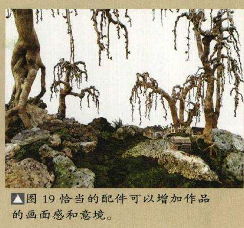 垂枝式博兰树石盆景的制作方法