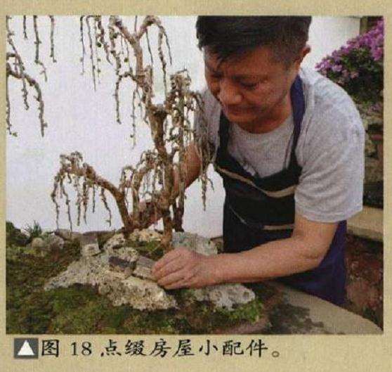 垂枝式博兰树石盆景的制作方法