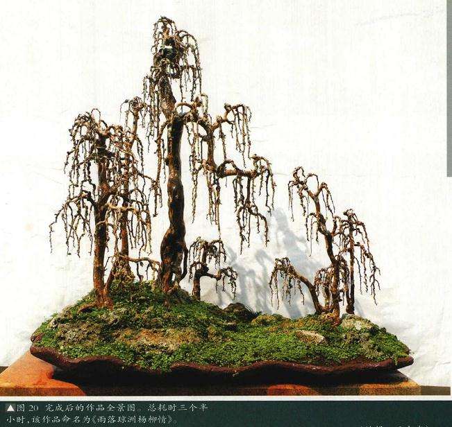 垂枝式博兰树石盆景的制作方法