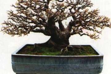 2019年 盆景创新博览会在珠三角成功举办