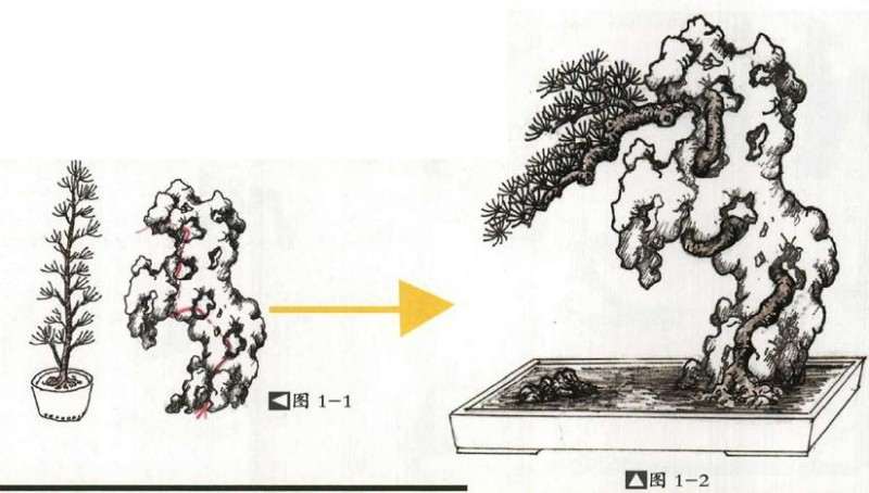 附石盆景怎么制作的方法详