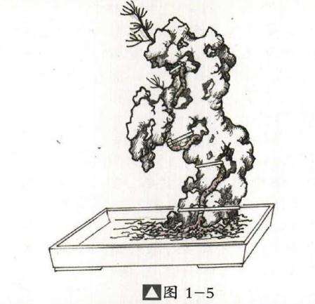 附石盆景怎么制作的方法详