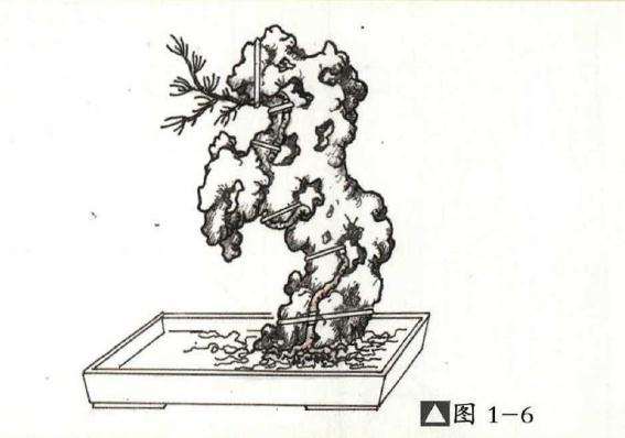 附石盆景怎么制作的方法详