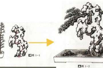 图解 附石盆景怎么制作的方法详