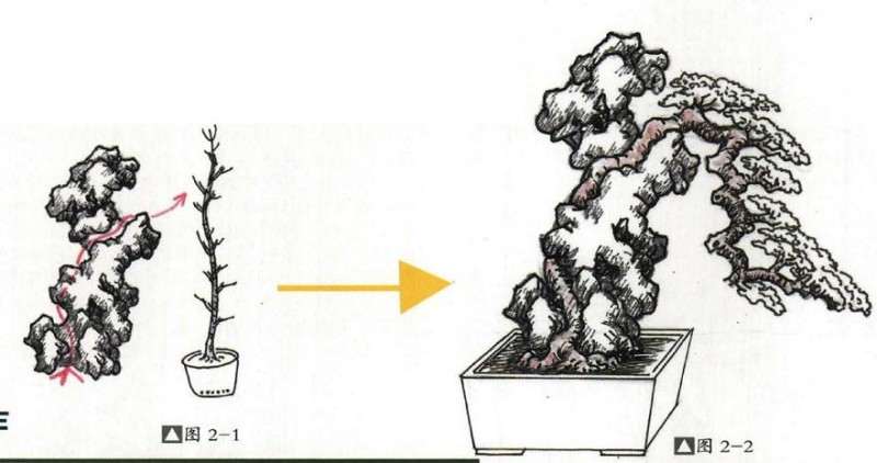 怎么用太湖石制作附石盆景的方法