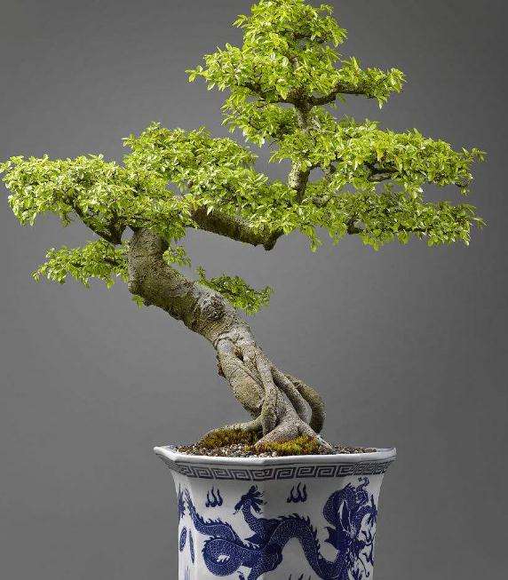 榆树盆景在参展前怎样养护准备的3个方法