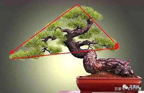 怎么制作盆景卧干式的4个方法