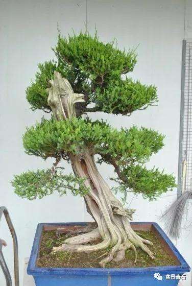 龙柏盆景怎么整型制作的过程