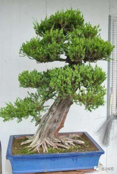 龙柏盆景怎么整型制作的过程