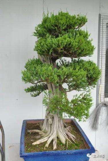 图解 龙柏盆景怎么整型制作的过程