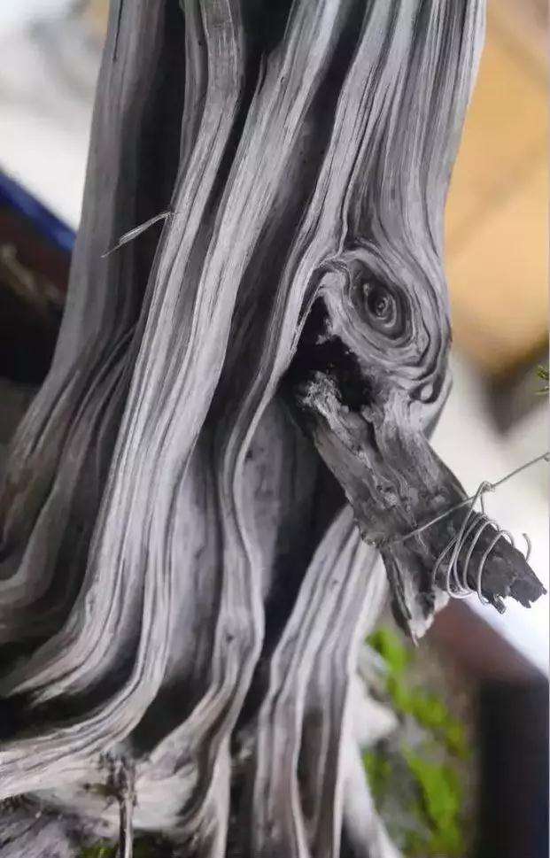 图解 龙柏盆景怎么整型制作的过程