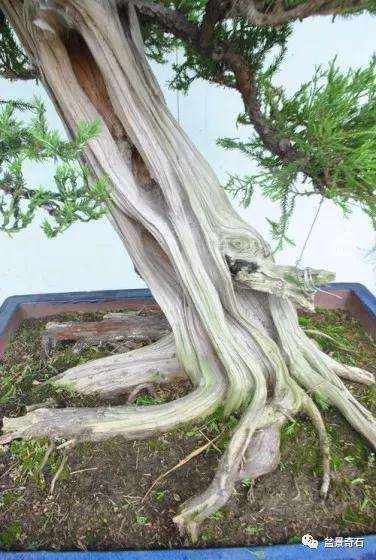 图解 龙柏盆景怎么整型制作的过程