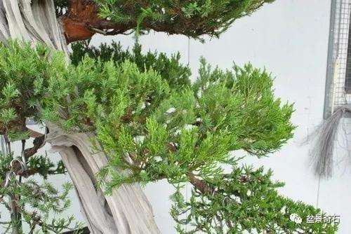 图解 龙柏盆景怎么整型制作的过程