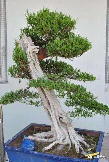 图解 龙柏盆景怎么整型制作的过程