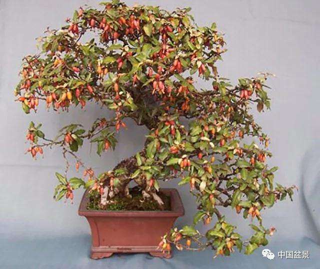 河南省盆景协会第八届会员代表大会隆重召开