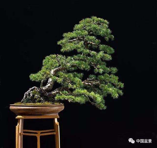 河南省盆景协会第八届会员代表大会隆重召开