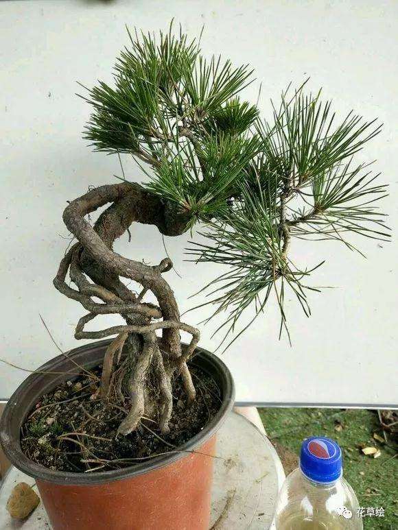 提根黑松盆景怎么造型的方法