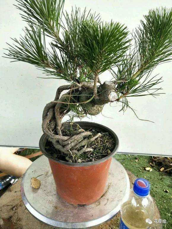 提根黑松盆景怎么造型的方法