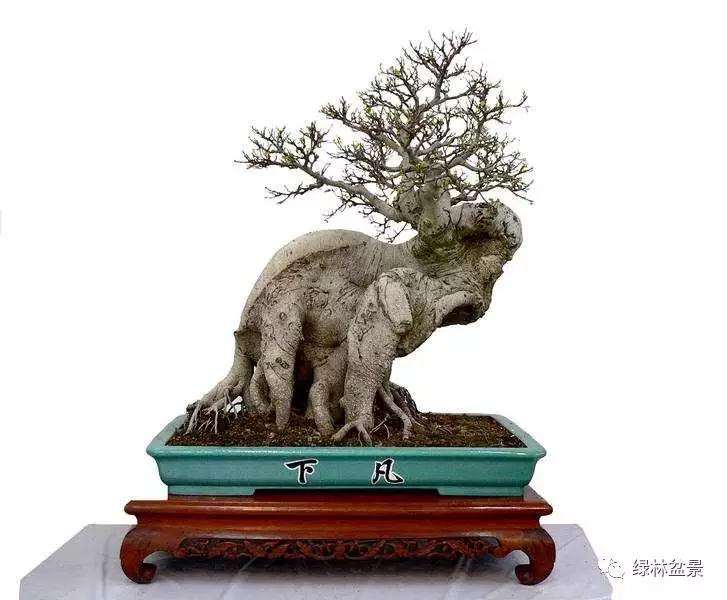 个人学习盆景制作应遵循以下7个原则