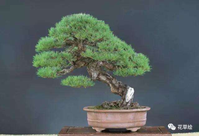 黑松盆景不长新芽